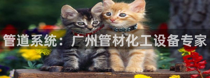 门徒娱乐是干嘛