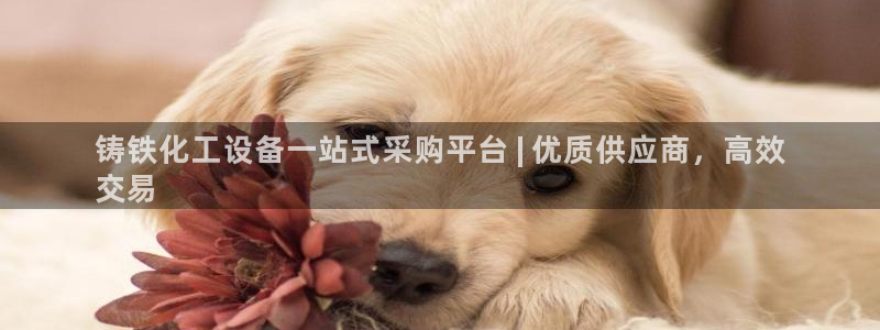 门徒平台理 411o31 门徒